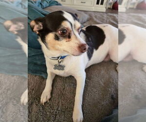 Chihuahua-Unknown Mix Dogs for adoption in Evansville, IN, USA