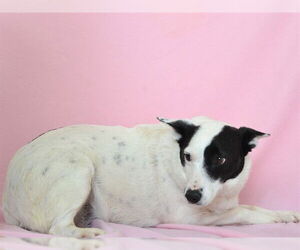 Australian Cattle Dog-Unknown Mix Dogs for adoption in Oroville, CA, USA