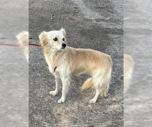 Chihuahua Dogs for adoption in Houston, TX, USA