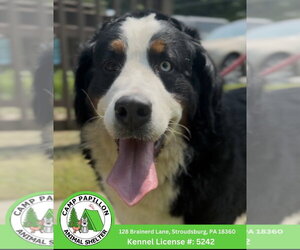 Bernese Mountain Dog Dogs for adoption in Stroudsburg, PA, USA