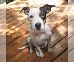 American Pit Bull Terrier-Unknown Mix Dogs for adoption in Oakhurst, NJ, USA
