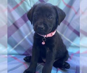 Labrador Retriever-Unknown Mix Dogs for adoption in San Diego, CA, USA