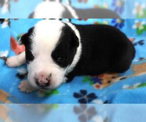 Border Collie-Unknown Mix Dogs for adoption in Thief River Falls, MN, USA