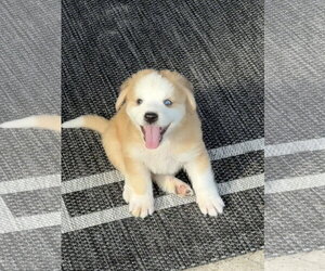 Anatolian Shepherd-Unknown Mix Dogs for adoption in The Woodlands, TX, USA