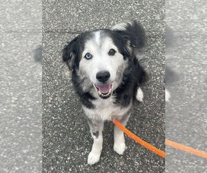 Border Collie Dogs for adoption in Chester, NJ, USA