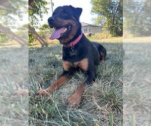 Rottweiler Dogs for adoption in Ogden, UT, USA
