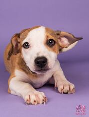 Small American Staffordshire Terrier-Jack Russell Terrier Mix