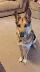 German Shepherd Dog Dogs for adoption in Strongsville, OH, USA