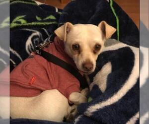 Chihuahua Dogs for adoption in Redmond, WA, USA