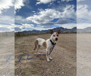 Labrador Retriever-Unknown Mix Dogs for adoption in Aurora, CO, USA