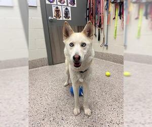 Siberian Husky Dogs for adoption in Brighton, CO, USA