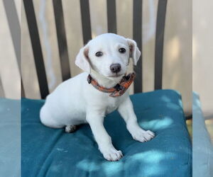 Chiweenie Dogs for adoption in Phoenix, AZ, USA