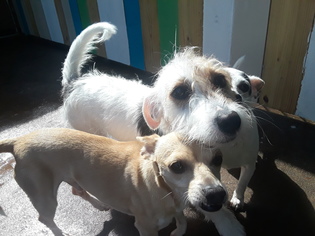Jack Russell Terrier Dogs for adoption in Temple, GA, USA