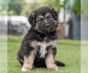 Bernese Mountain Dog-Unknown Mix Dogs for adoption in San Diego, CA, USA