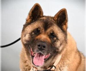 Medium Photo #1 Akita Puppy For Sale in Fort Collins, CO, USA
