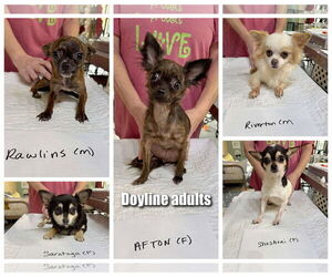 Chihuahua Dogs for adoption in Benton, LA, USA