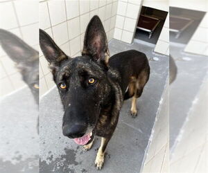 German Shepherd Dog-Unknown Mix Dogs for adoption in Corpus Christi, TX, USA