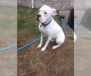 Boxer Dogs for adoption in  Katy, TX, USA