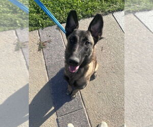 Mutt Dogs for adoption in Imlay City, MI, USA