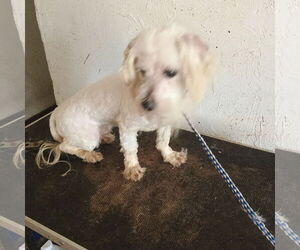 Maltese Dogs for adoption in Bonifay, MO, USA