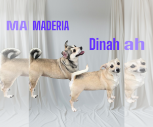 Chihuahua-Unknown Mix Dogs for adoption in Seaford, DE, USA