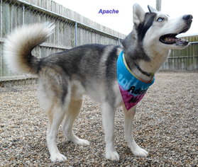 Siberian Husky Dogs for adoption in Oskaloosa, IA, USA