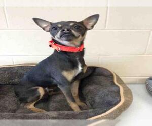 Chipin Dogs for adoption in Springfield, MA, USA