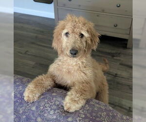 Golden Retriever Dogs for adoption in Fremont, CA, USA