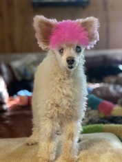 Poodle (Toy) Dogs for adoption in Mooresville, NC, USA