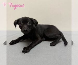 Mutt Dogs for adoption in Modesto, CA, USA
