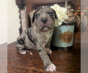 Catahoula Leopard Dog-Unknown Mix Dogs for adoption in Vail, AZ, USA