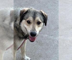 Alaskan Husky-Unknown Mix Dogs for adoption in westminster, CO, USA