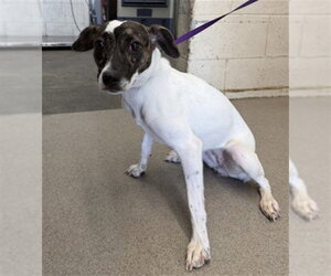 Mutt Dogs for adoption in San Bernardino, CA, USA