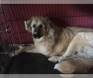 Great Pyrenees Dogs for adoption in Stephens City, VA, USA