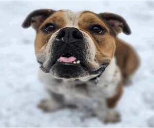 Bulldog-Unknown Mix Dogs for adoption in Duluth, MN, USA