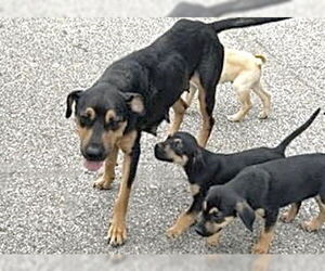 Rottweiler-Unknown Mix Dogs for adoption in Houston, TX, USA