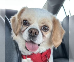 Spaniel-Unknown Mix Dogs for adoption in San Ramon, CA, USA