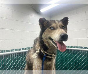 Siberian Husky Dogs for adoption in Downey, CA, USA