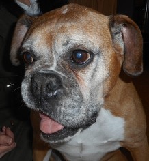 Medium Photo #1 Boxer Puppy For Sale in Longview, WA, USA