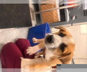 Medium Photo #1 American Pit Bull Terrier Puppy For Sale in Houston, TX, USA