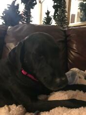 Sheprador Dogs for adoption in CHANDLER, AZ, USA