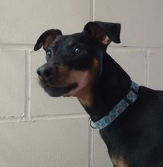 Miniature Pinscher Dogs for adoption in Templeton, MA, USA