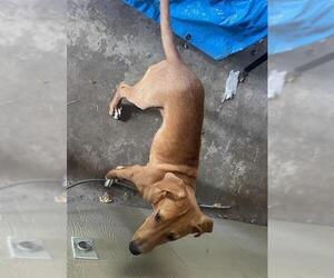 Mutt Dogs for adoption in San Antonio, TX, USA