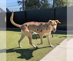 Catahoula Leopard Dog-Unknown Mix Dogs for adoption in San Martin, CA, USA