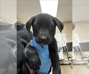 Labrador Retriever-Unknown Mix Dogs for adoption in Conroe, TX, USA