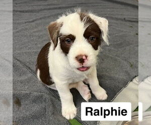 Miniature Schnauzer-Unknown Mix Dogs for adoption in Mooresville, NC, USA