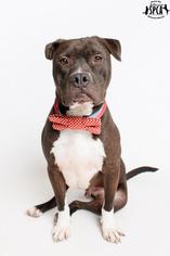 Boxer-Unknown Mix Dogs for adoption in Jefferson, LA, USA