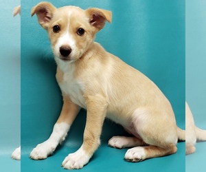 Medium Photo #1 Labrador Retriever-Unknown Mix Puppy For Sale in Morton Grove, IL, USA