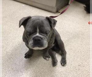 French Bulldog Dogs for adoption in Riverside, CA, USA