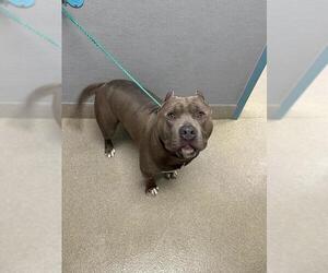 Mutt Dogs for adoption in Las Vegas, NV, USA